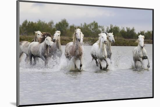 France, The Camargue, Saintes-Maries-de-la-Mer. Camargue horses running through water.-Ellen Goff-Mounted Photographic Print