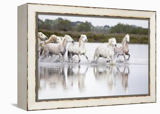 France, The Camargue, Saintes-Maries-de-la-Mer. Camargue horses running through water.-Ellen Goff-Framed Premier Image Canvas