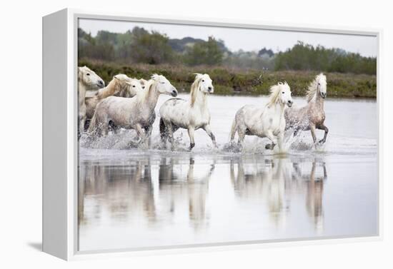 France, The Camargue, Saintes-Maries-de-la-Mer. Camargue horses running through water.-Ellen Goff-Framed Premier Image Canvas