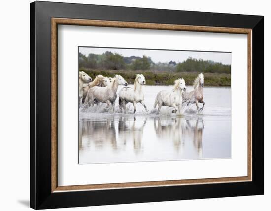 France, The Camargue, Saintes-Maries-de-la-Mer. Camargue horses running through water.-Ellen Goff-Framed Photographic Print