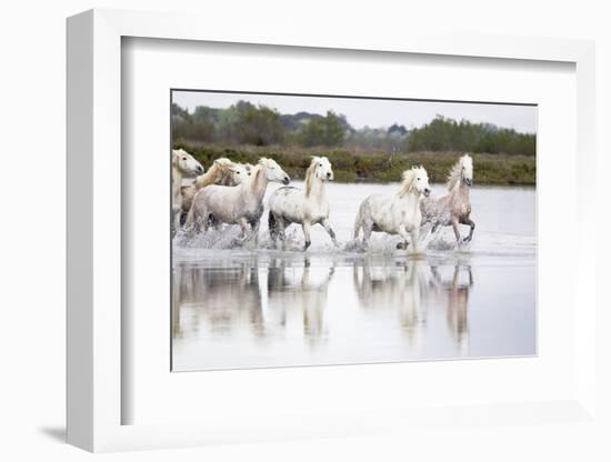 France, The Camargue, Saintes-Maries-de-la-Mer. Camargue horses running through water.-Ellen Goff-Framed Photographic Print