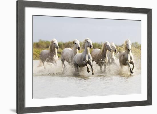 France, The Camargue, Saintes-Maries-de-la-Mer. Camargue horses running through water.-Ellen Goff-Framed Premium Photographic Print