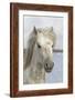 France, The Camargue, Saintes-Maries-de-la-Mer, Portrait of a Camargue horse.-Ellen Goff-Framed Photographic Print