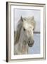 France, The Camargue, Saintes-Maries-de-la-Mer, Portrait of a Camargue horse.-Ellen Goff-Framed Photographic Print