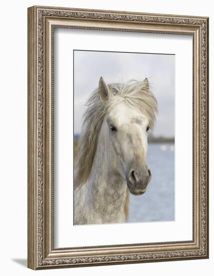 France, The Camargue, Saintes-Maries-de-la-Mer, Portrait of a Camargue horse.-Ellen Goff-Framed Photographic Print