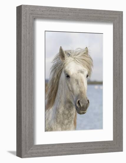 France, The Camargue, Saintes-Maries-de-la-Mer, Portrait of a Camargue horse.-Ellen Goff-Framed Photographic Print