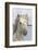 France, The Camargue, Saintes-Maries-de-la-Mer, Portrait of a Camargue horse.-Ellen Goff-Framed Photographic Print