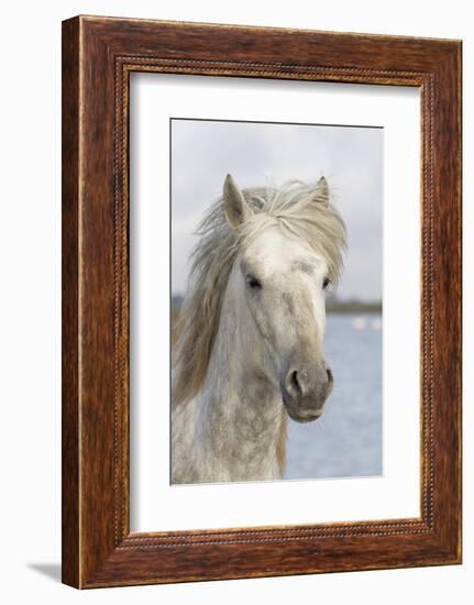 France, The Camargue, Saintes-Maries-de-la-Mer, Portrait of a Camargue horse.-Ellen Goff-Framed Photographic Print