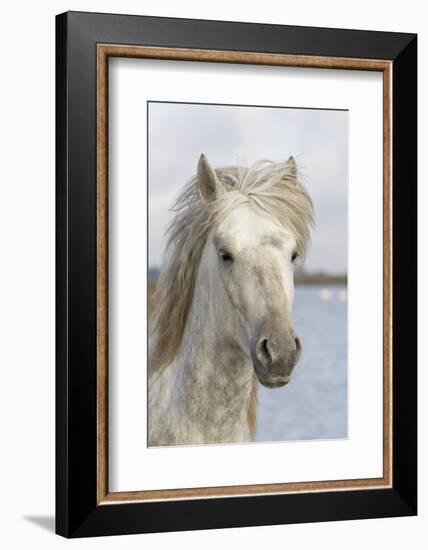 France, The Camargue, Saintes-Maries-de-la-Mer, Portrait of a Camargue horse.-Ellen Goff-Framed Photographic Print