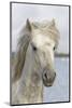 France, The Camargue, Saintes-Maries-de-la-Mer, Portrait of a Camargue horse.-Ellen Goff-Mounted Photographic Print