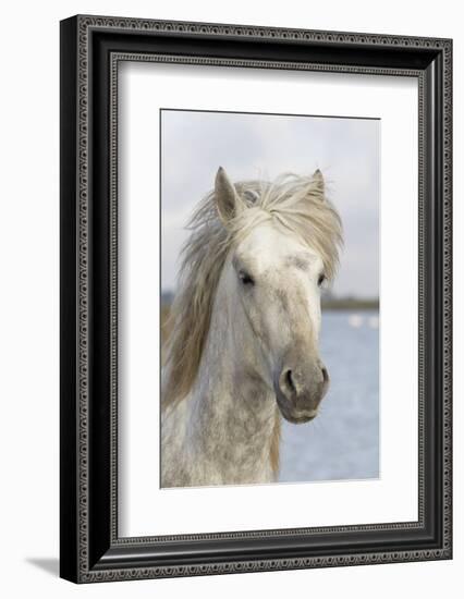 France, The Camargue, Saintes-Maries-de-la-Mer, Portrait of a Camargue horse.-Ellen Goff-Framed Photographic Print