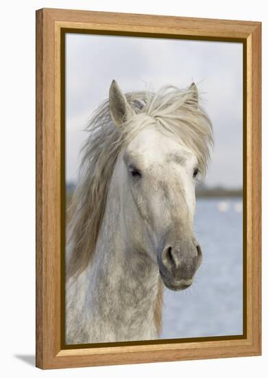 France, The Camargue, Saintes-Maries-de-la-Mer, Portrait of a Camargue horse.-Ellen Goff-Framed Premier Image Canvas