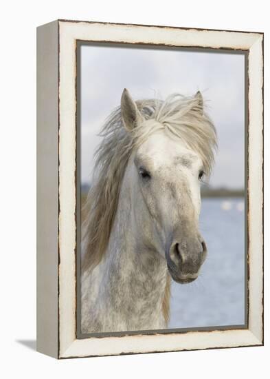 France, The Camargue, Saintes-Maries-de-la-Mer, Portrait of a Camargue horse.-Ellen Goff-Framed Premier Image Canvas