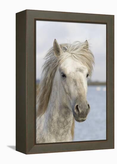 France, The Camargue, Saintes-Maries-de-la-Mer, Portrait of a Camargue horse.-Ellen Goff-Framed Premier Image Canvas