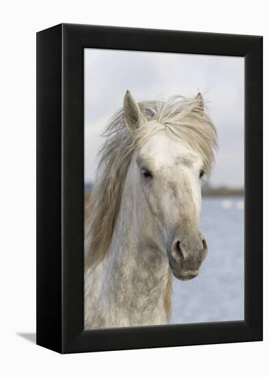 France, The Camargue, Saintes-Maries-de-la-Mer, Portrait of a Camargue horse.-Ellen Goff-Framed Premier Image Canvas