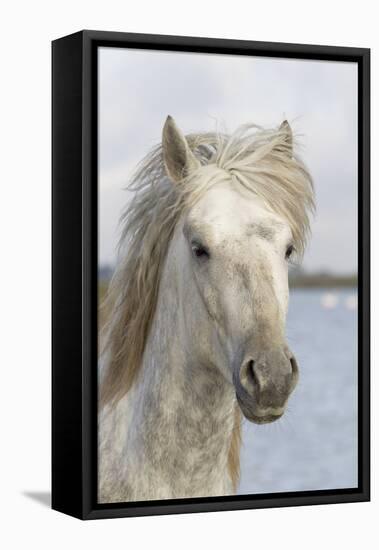 France, The Camargue, Saintes-Maries-de-la-Mer, Portrait of a Camargue horse.-Ellen Goff-Framed Premier Image Canvas