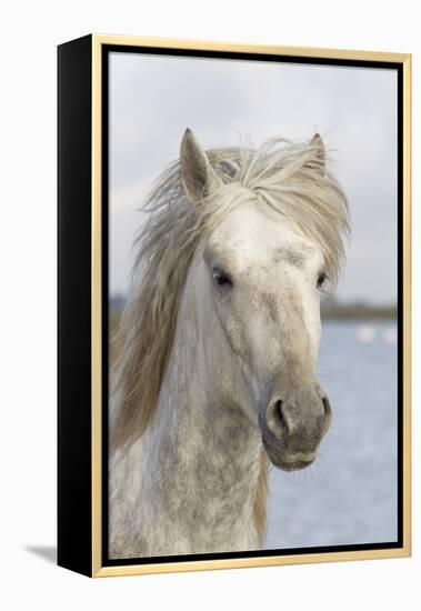 France, The Camargue, Saintes-Maries-de-la-Mer, Portrait of a Camargue horse.-Ellen Goff-Framed Premier Image Canvas