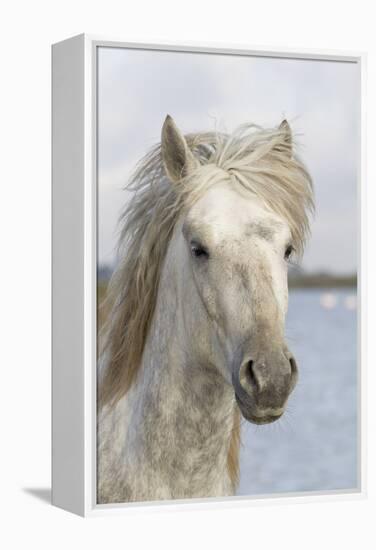 France, The Camargue, Saintes-Maries-de-la-Mer, Portrait of a Camargue horse.-Ellen Goff-Framed Premier Image Canvas