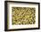 France, Vaucluse, Lourmarin. Green Olives with Pimentos Been Sold-Kevin Oke-Framed Photographic Print