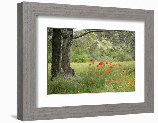 France, Vaucluse, Lourmarin. Poppies under an Olive Tree-Kevin Oke-Framed Photographic Print