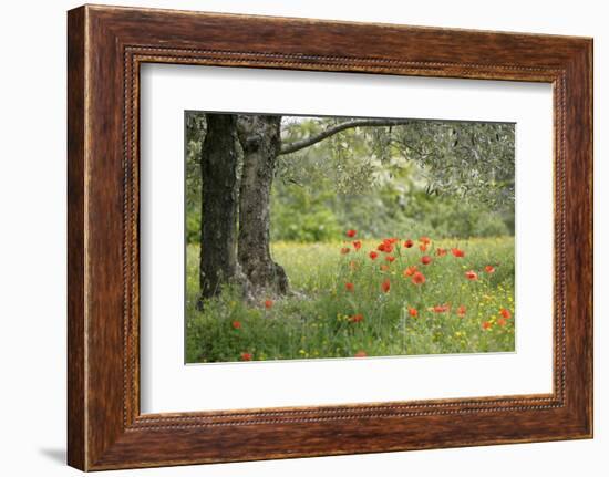 France, Vaucluse, Lourmarin. Poppies under an Olive Tree-Kevin Oke-Framed Photographic Print