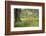 France, Vaucluse, Lourmarin. Poppies under an Olive Tree-Kevin Oke-Framed Photographic Print