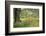 France, Vaucluse, Lourmarin. Poppies under an Olive Tree-Kevin Oke-Framed Photographic Print