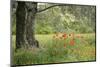 France, Vaucluse, Lourmarin. Poppies under an Olive Tree-Kevin Oke-Mounted Photographic Print