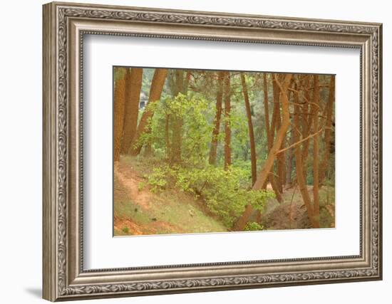 France, Vaucluse, Roussillon. Tree Covered in Ochre, Sentier Des Ocres-Kevin Oke-Framed Photographic Print