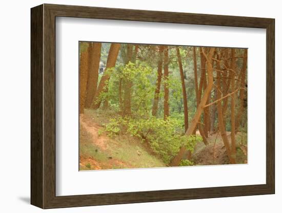 France, Vaucluse, Roussillon. Tree Covered in Ochre, Sentier Des Ocres-Kevin Oke-Framed Photographic Print