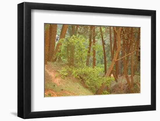 France, Vaucluse, Roussillon. Tree Covered in Ochre, Sentier Des Ocres-Kevin Oke-Framed Photographic Print