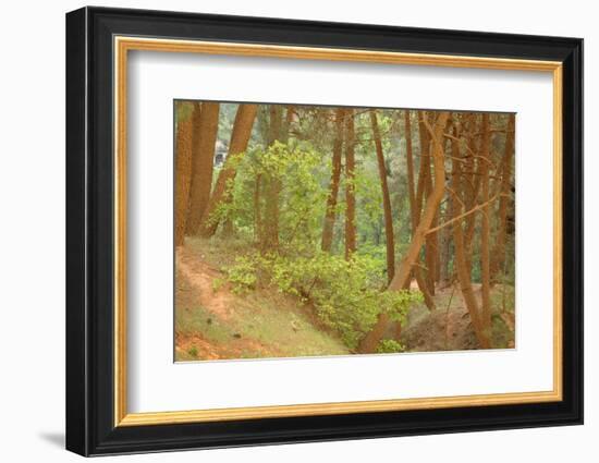 France, Vaucluse, Roussillon. Tree Covered in Ochre, Sentier Des Ocres-Kevin Oke-Framed Photographic Print