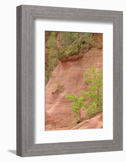 France, Vaucluse, Roussillon. Trees and Red Ochre at Sentier Des Ocres-Kevin Oke-Framed Photographic Print