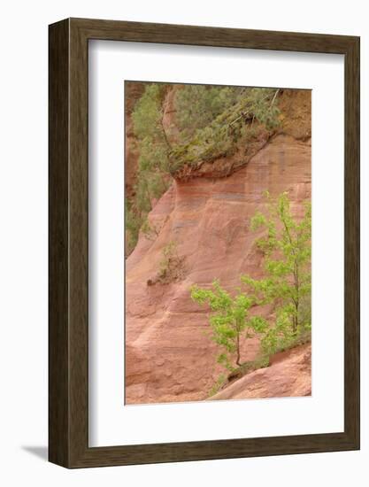 France, Vaucluse, Roussillon. Trees and Red Ochre at Sentier Des Ocres-Kevin Oke-Framed Photographic Print