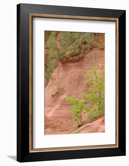 France, Vaucluse, Roussillon. Trees and Red Ochre at Sentier Des Ocres-Kevin Oke-Framed Photographic Print