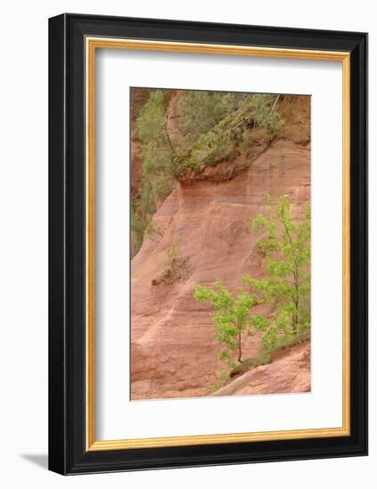 France, Vaucluse, Roussillon. Trees and Red Ochre at Sentier Des Ocres-Kevin Oke-Framed Photographic Print