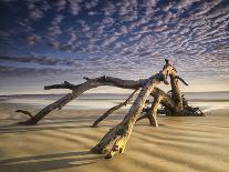 Looking Like a Sea Serpent, a Piece of Driftwood on the Beach at Dawn in Jekyll Island, Georgia-Frances Gallogly-Photographic Print