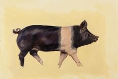 Hampshire pig, 2016-Francesca Sanders-Framed Giclee Print