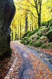 Road in the forest of Bagni di Masino in autumn, Valmasino, Valtellina, Lombardy, Italy-Francesco Bergamaschi-Photographic Print