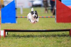 Racing Dog for Agility-francesco de marco-Photographic Print