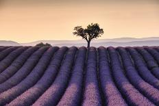 Lonely tree on top of a lavender field at sunset, Valensole, Provence, France, Europe-Francesco Fanti-Photographic Print