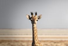 Portrait of a giraffe (Giraffa camelopardalis), Namibia, Africa-Francesco Fanti-Photographic Print