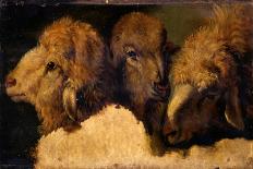 Painted Study of Sheep Heads-Francesco Londonio-Art Print