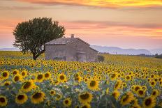 Provence, Valensole Plateau, France-Francesco Riccardo Iacomino-Photographic Print