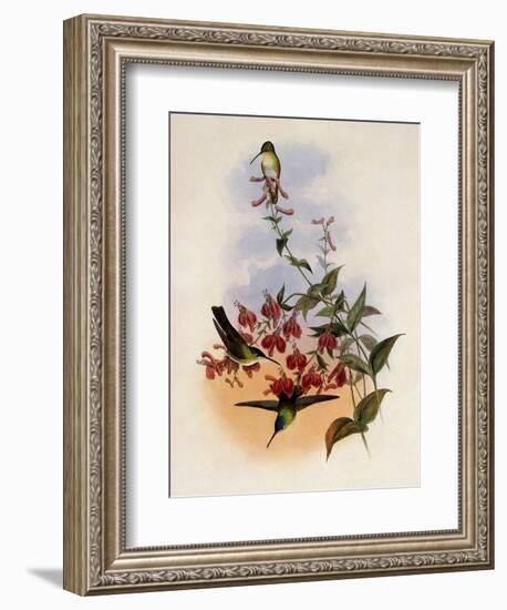 Francia's Azure-Crown, Cyanomyia Franci?-John Gould-Framed Giclee Print