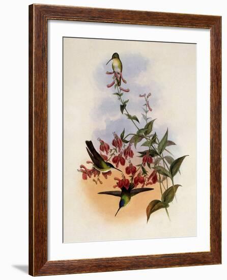 Francia's Azure-Crown, Cyanomyia Franci?-John Gould-Framed Giclee Print