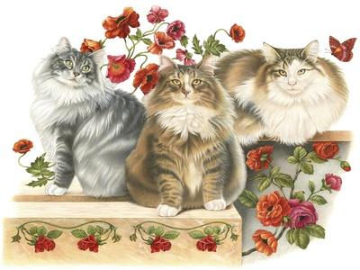 Francien van westering best sale cats