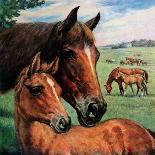 "Mares and Foals," Country Gentleman Cover, May 1, 1947-Francis Chase-Giclee Print