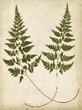 Fern Portfolio III-Francis G. Heath-Mounted Art Print