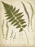 Fern Portfolio III-Francis G. Heath-Mounted Art Print